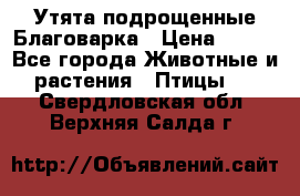 Утята подрощенные Благоварка › Цена ­ 100 - Все города Животные и растения » Птицы   . Свердловская обл.,Верхняя Салда г.